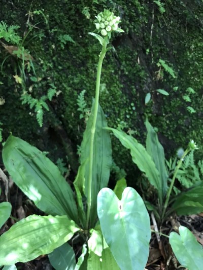 白鶴蘭含苞待放，開花花色潔白，花形像極人型小精靈 (2)(新竹林區管理處提供)